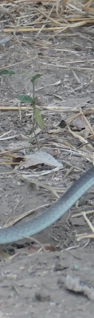 Friedliche Black Mamba